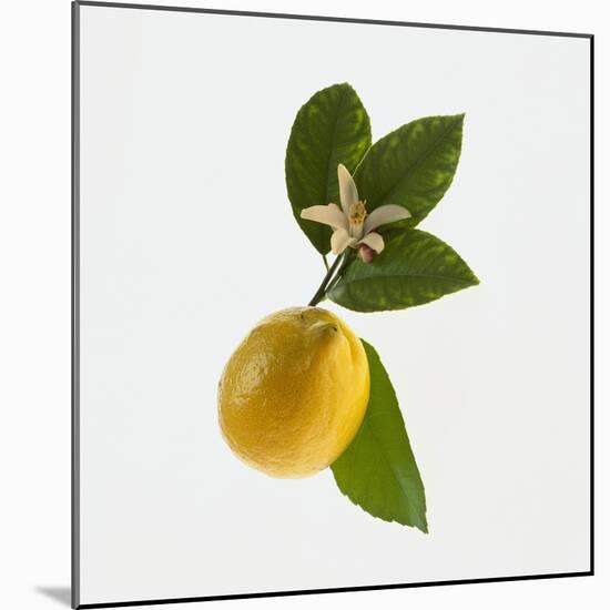 Lemon and Blossom-DLILLC-Mounted Photographic Print