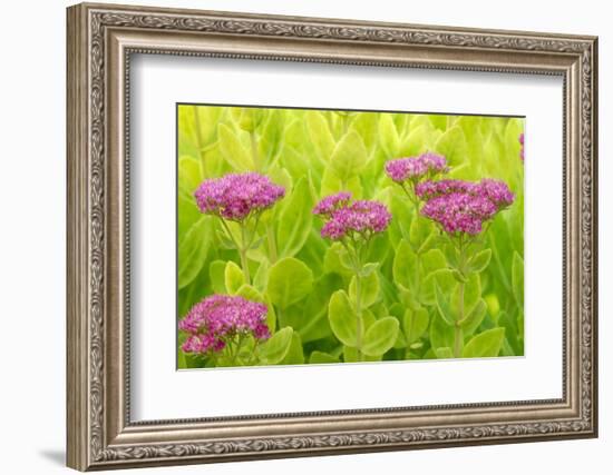 Lemon Bacopa, Sedum Spectabile-Herbert Kehrer-Framed Photographic Print