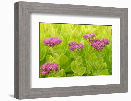 Lemon Bacopa, Sedum Spectabile-Herbert Kehrer-Framed Photographic Print