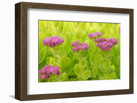 Lemon Bacopa, Sedum Spectabile-Herbert Kehrer-Framed Photographic Print