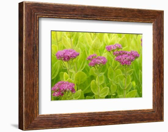 Lemon Bacopa, Sedum Spectabile-Herbert Kehrer-Framed Photographic Print