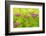 Lemon Bacopa, Sedum Spectabile-Herbert Kehrer-Framed Photographic Print