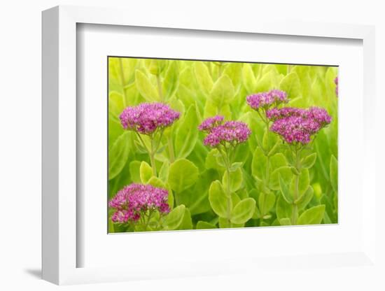 Lemon Bacopa, Sedum Spectabile-Herbert Kehrer-Framed Photographic Print