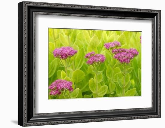 Lemon Bacopa, Sedum Spectabile-Herbert Kehrer-Framed Photographic Print