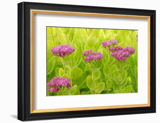 Lemon Bacopa, Sedum Spectabile-Herbert Kehrer-Framed Photographic Print