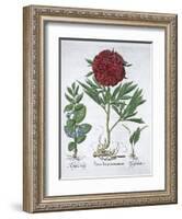 Lemon balm, Peony and adder's tongue fern, 1613-Unknown-Framed Giclee Print