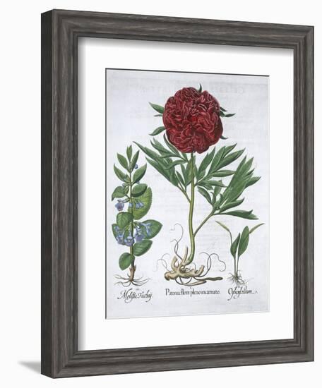 Lemon balm, Peony and adder's tongue fern, 1613-Unknown-Framed Giclee Print