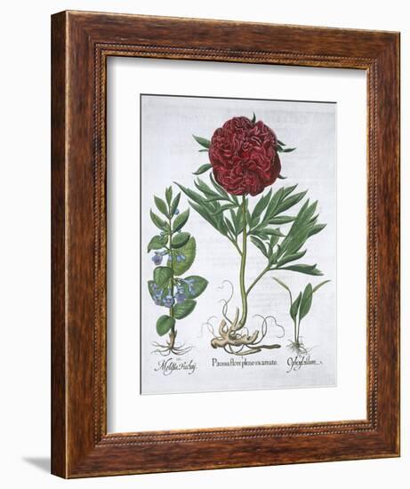 Lemon balm, Peony and adder's tongue fern, 1613-Unknown-Framed Giclee Print