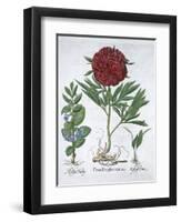Lemon balm, Peony and adder's tongue fern, 1613-Unknown-Framed Giclee Print