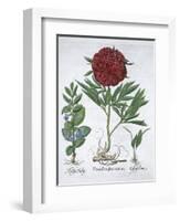 Lemon balm, Peony and adder's tongue fern, 1613-Unknown-Framed Giclee Print