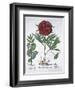 Lemon balm, Peony and adder's tongue fern, 1613-Unknown-Framed Giclee Print