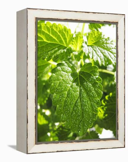 Lemon Balm-Petr Gross-Framed Premier Image Canvas