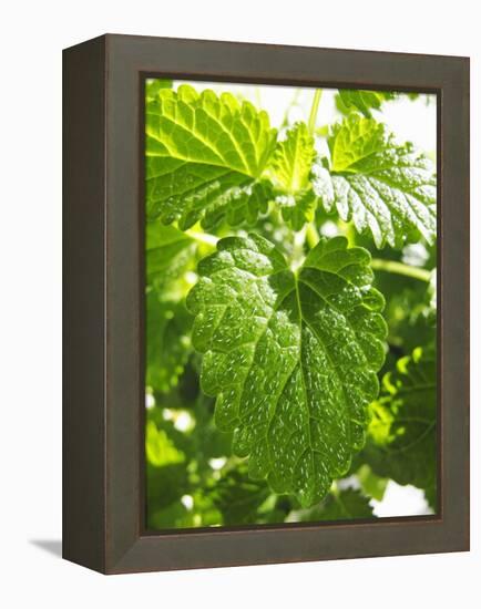 Lemon Balm-Petr Gross-Framed Premier Image Canvas