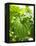 Lemon Balm-Petr Gross-Framed Premier Image Canvas