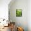 Lemon Balm-Petr Gross-Framed Premier Image Canvas displayed on a wall