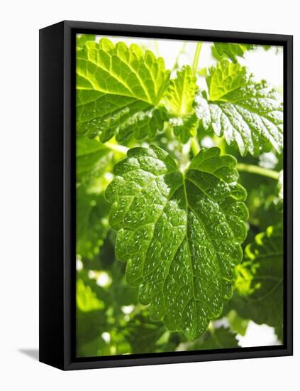 Lemon Balm-Petr Gross-Framed Premier Image Canvas