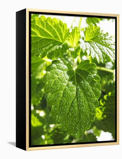 Lemon Balm-Petr Gross-Framed Premier Image Canvas