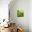 Lemon Balm-Petr Gross-Photographic Print displayed on a wall