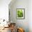 Lemon Balm-Petr Gross-Framed Photographic Print displayed on a wall