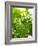 Lemon Balm-Petr Gross-Framed Photographic Print