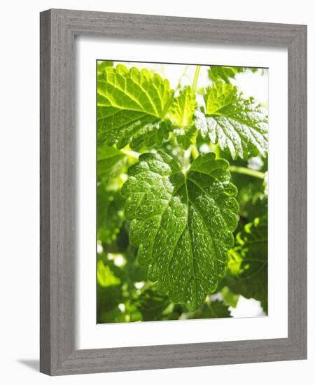 Lemon Balm-Petr Gross-Framed Photographic Print