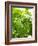 Lemon Balm-Petr Gross-Framed Photographic Print