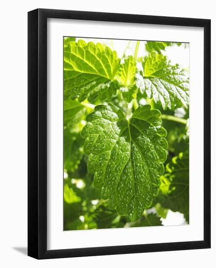 Lemon Balm-Petr Gross-Framed Photographic Print