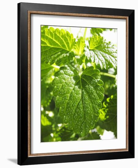 Lemon Balm-Petr Gross-Framed Photographic Print