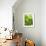 Lemon Balm-Petr Gross-Framed Photographic Print displayed on a wall