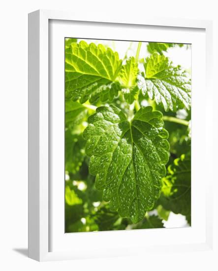 Lemon Balm-Petr Gross-Framed Photographic Print