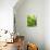 Lemon Balm-Petr Gross-Mounted Photographic Print displayed on a wall