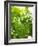 Lemon Balm-Petr Gross-Framed Photographic Print