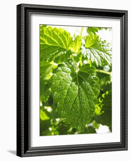 Lemon Balm-Petr Gross-Framed Photographic Print