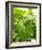 Lemon Balm-Petr Gross-Framed Photographic Print