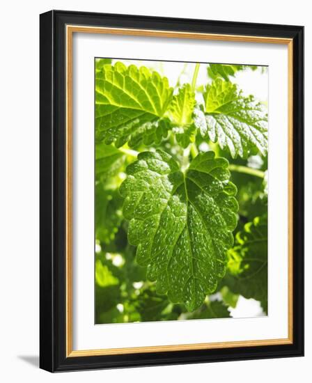 Lemon Balm-Petr Gross-Framed Photographic Print