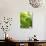 Lemon Balm-Petr Gross-Photographic Print displayed on a wall