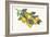 Lemon Branch I-Albena Hristova-Framed Art Print