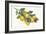 Lemon Branch I-Albena Hristova-Framed Art Print