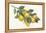 Lemon Branch I-Albena Hristova-Framed Stretched Canvas