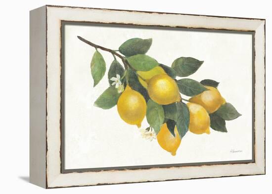 Lemon Branch I-Albena Hristova-Framed Stretched Canvas