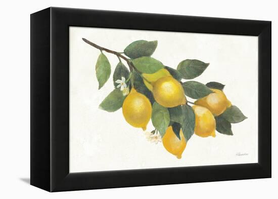 Lemon Branch I-Albena Hristova-Framed Stretched Canvas