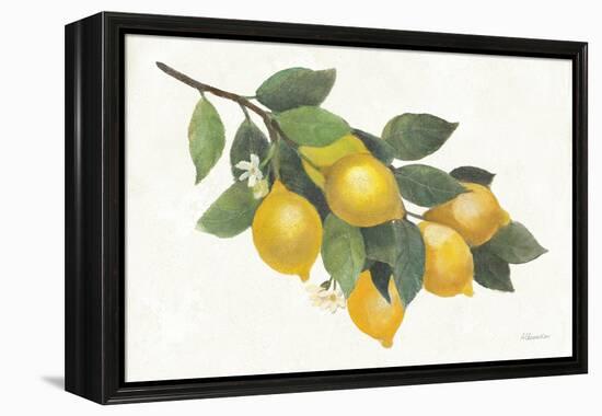 Lemon Branch I-Albena Hristova-Framed Stretched Canvas