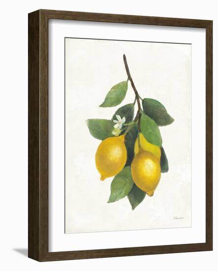 Lemon Branch III-Albena Hristova-Framed Art Print