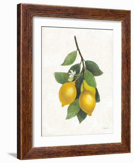 Lemon Branch III-Albena Hristova-Framed Art Print