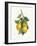 Lemon Branch III-Albena Hristova-Framed Art Print