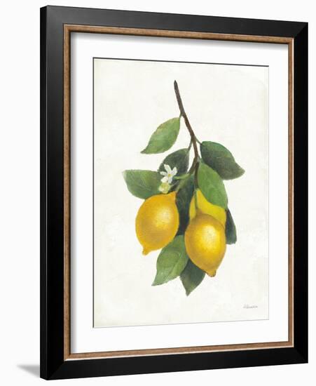 Lemon Branch III-Albena Hristova-Framed Art Print