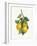 Lemon Branch III-Albena Hristova-Framed Art Print