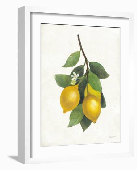 Lemon Branch III-Albena Hristova-Framed Art Print
