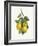 Lemon Branch III-Albena Hristova-Framed Art Print