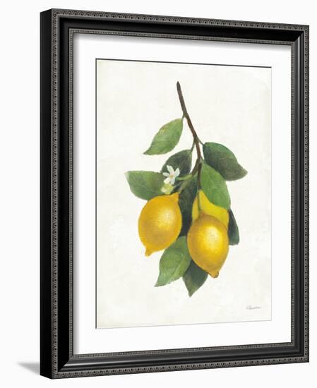 Lemon Branch III-Albena Hristova-Framed Art Print